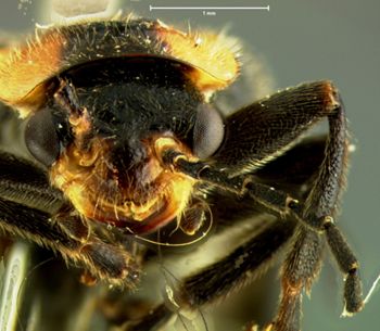 Media type: image;   Entomology 3409 Aspect: head frontal view